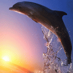 delfinul Nelu